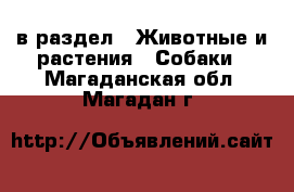  в раздел : Животные и растения » Собаки . Магаданская обл.,Магадан г.